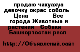 продаю чихуахуа девочку,окрас соболь › Цена ­ 25 000 - Все города Животные и растения » Собаки   . Башкортостан респ.